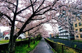 Ban建築工房ブログ　桜